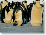 brood pouches